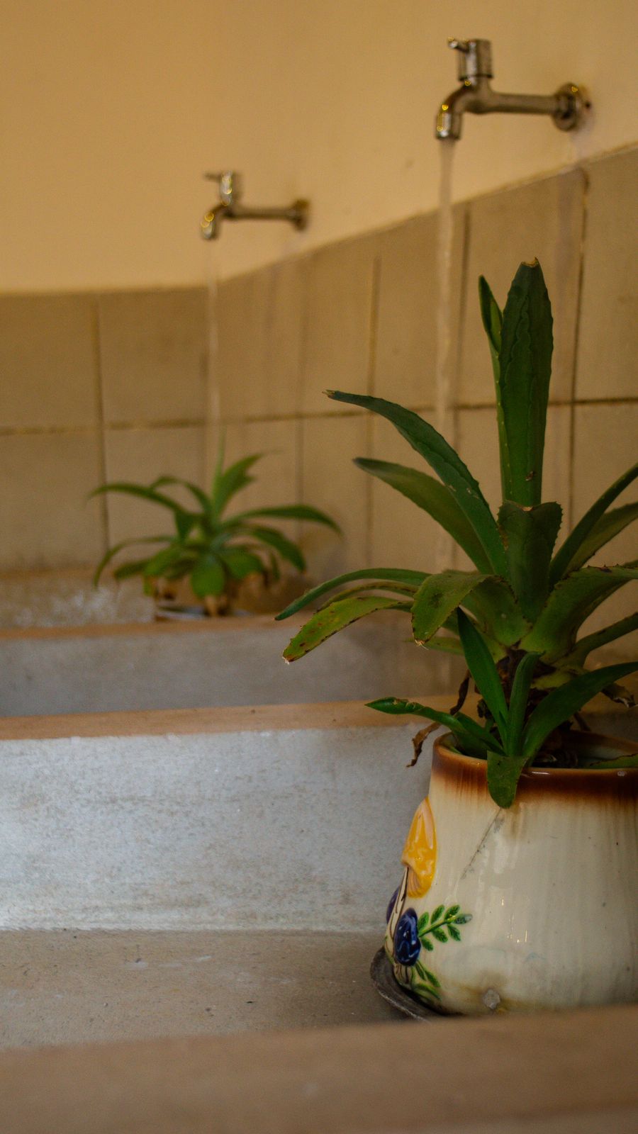 Row of outdoor sinks with potted plants and running water